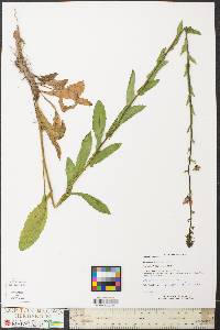 Verbascum blattaria image