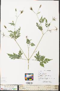 Bidens bipinnata image