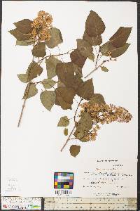 Syringa vulgaris image