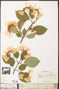 Viburnum lantanoides image