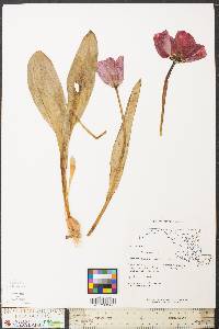 Tulipa sylvestris image