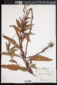 Polygonum densiflorum image