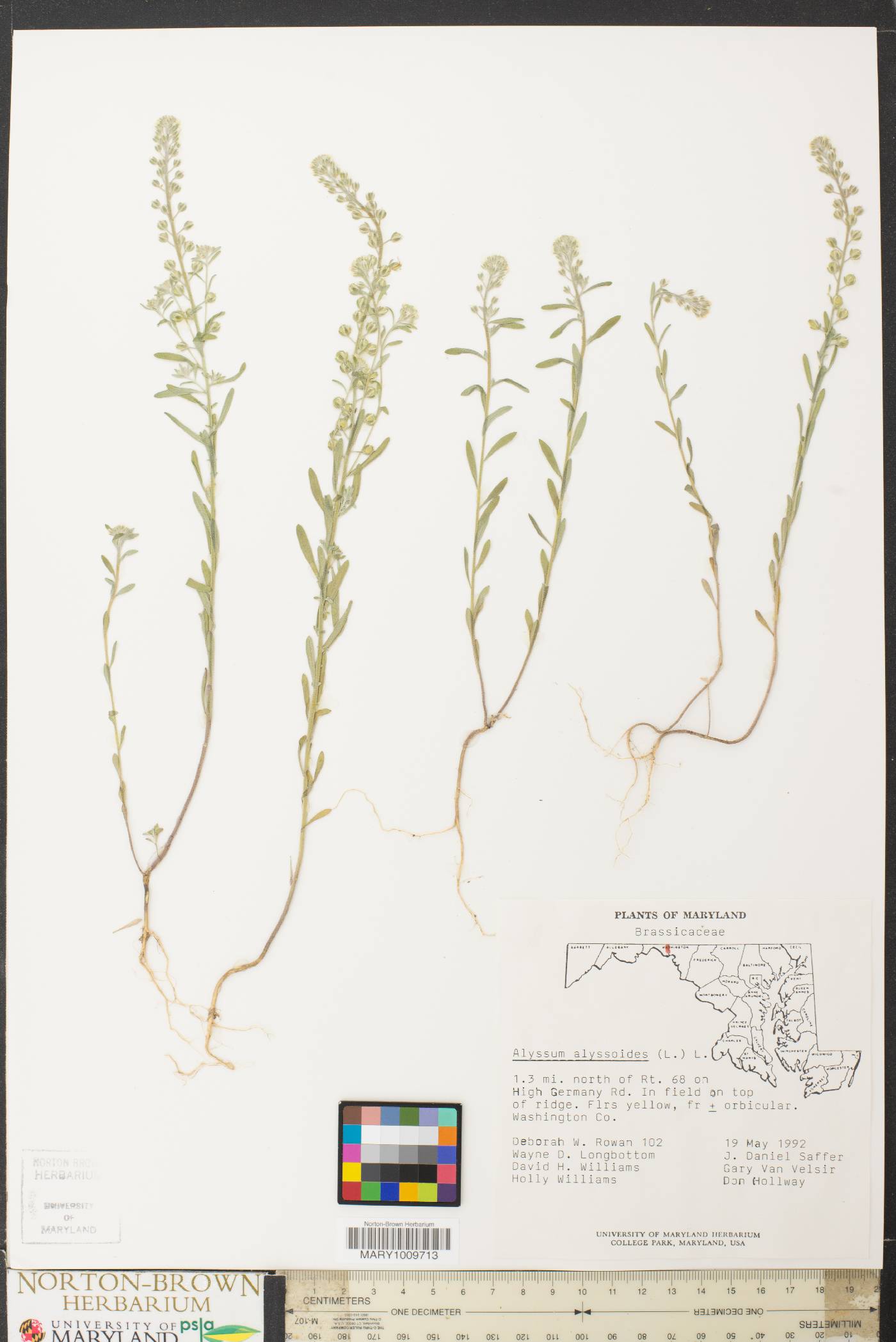 Alyssum alyssoides image