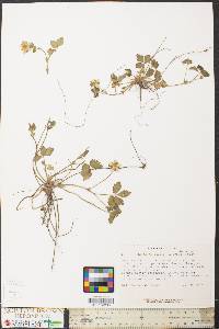 Potentilla indica image