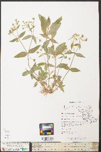 Stellaria pubera image