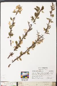 Prunus pensylvanica image