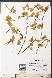 Betula populifolia image