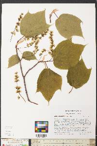 Acer pensylvanicum image