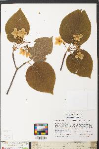 Viburnum lantanoides image