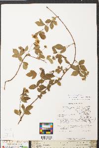 Rubus flagellaris image