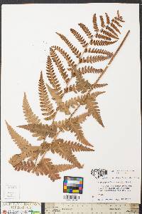 Dryopteris australis image