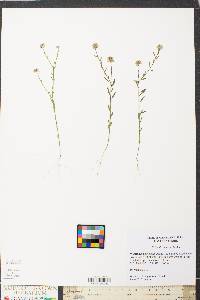 Polygala mariana image