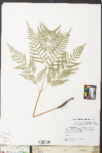 Pteridium aquilinum subsp. pseudocaudatum image