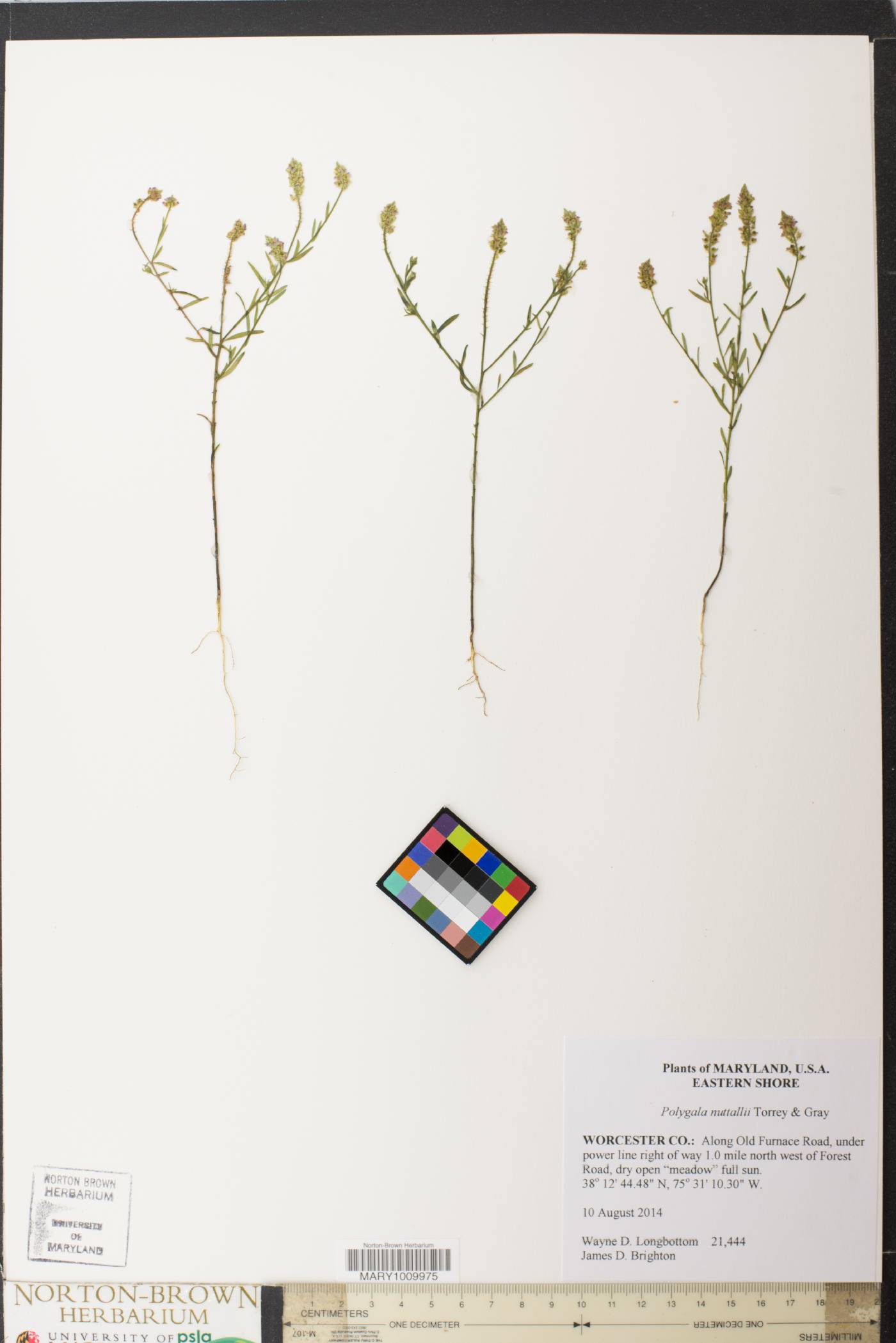 Polygala nuttallii image