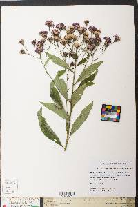 Vernonia noveboracensis image