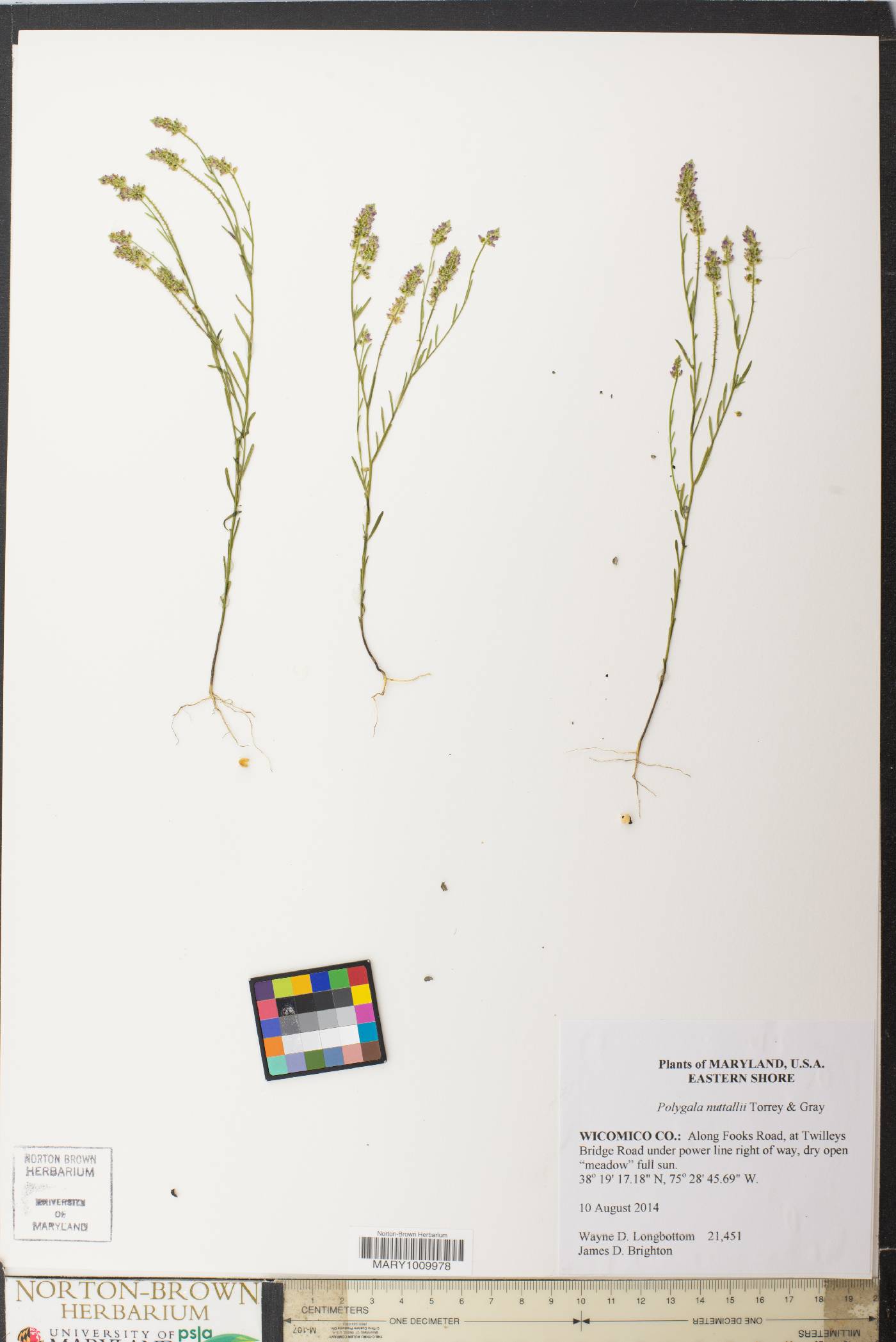 Polygala nuttallii image