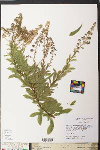 Spiraea alba image