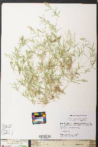 Eragrostis hypnoides image