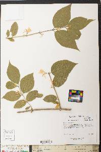 Lonicera maackii image