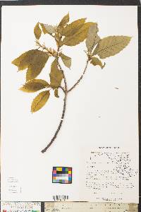 Castanea dentata image