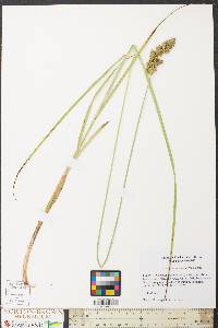 Carex oklahomensis image