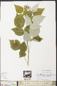 Rubus occidentalis image