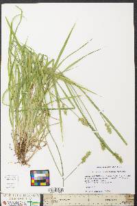 Carex laevivaginata image