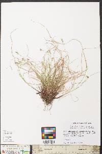 Carex albicans var. emmonsii image