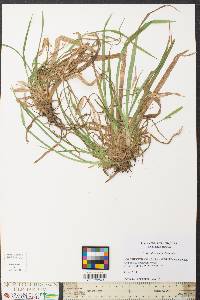 Carex abscondita image