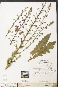 Verbascum phoeniceum image