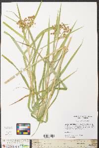 Scirpus polyphyllus image