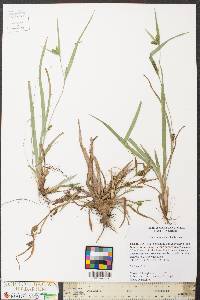 Carex glaucodea image