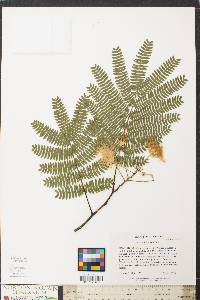 Albizia julibrissin image