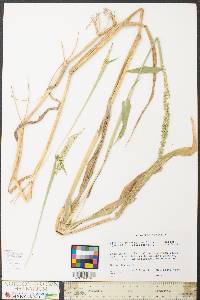 Urochloa plantaginea image