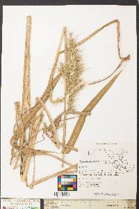 Echinochloa walteri image