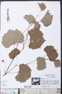 Vitis rupestris image