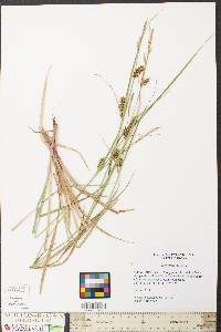 Carex striata image