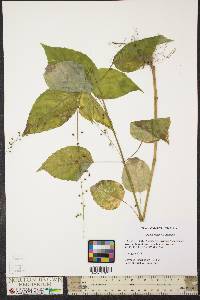 Circaea canadensis image