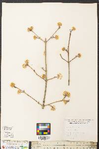 Cornus officinalis image