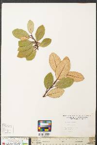 Elaeagnus pungens image