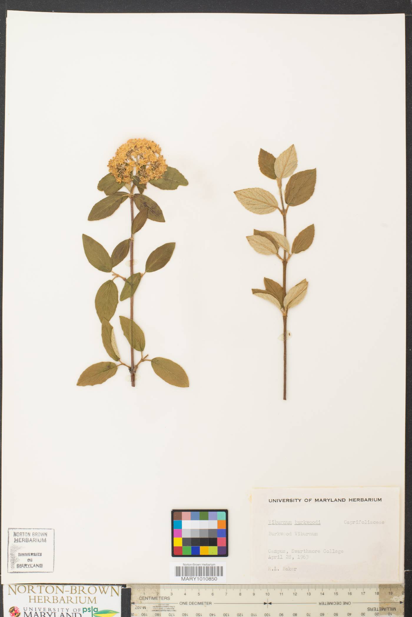 Viburnum burkwoodii image