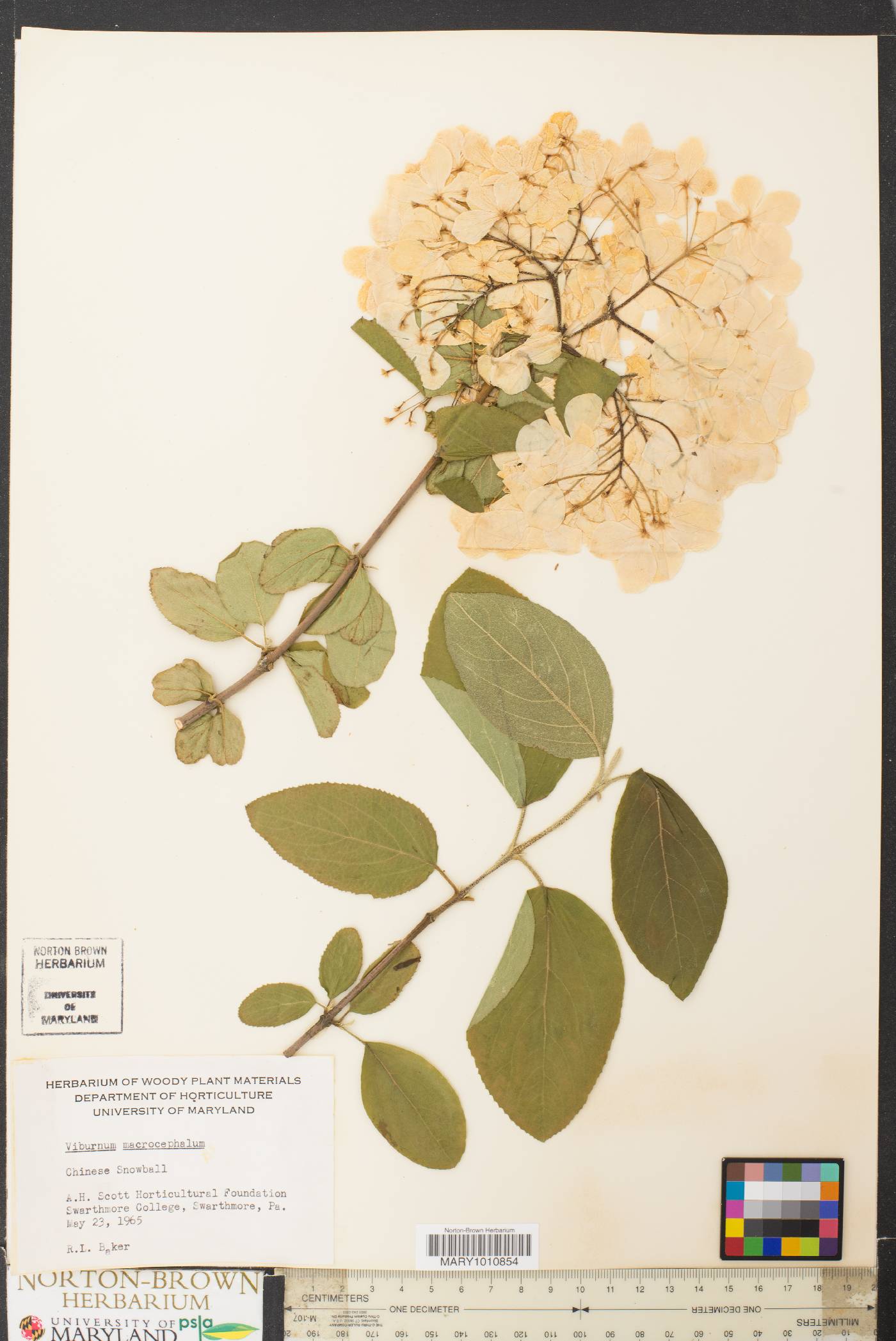 Viburnum macrocephalum image