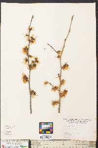 Hamamelis japonica image