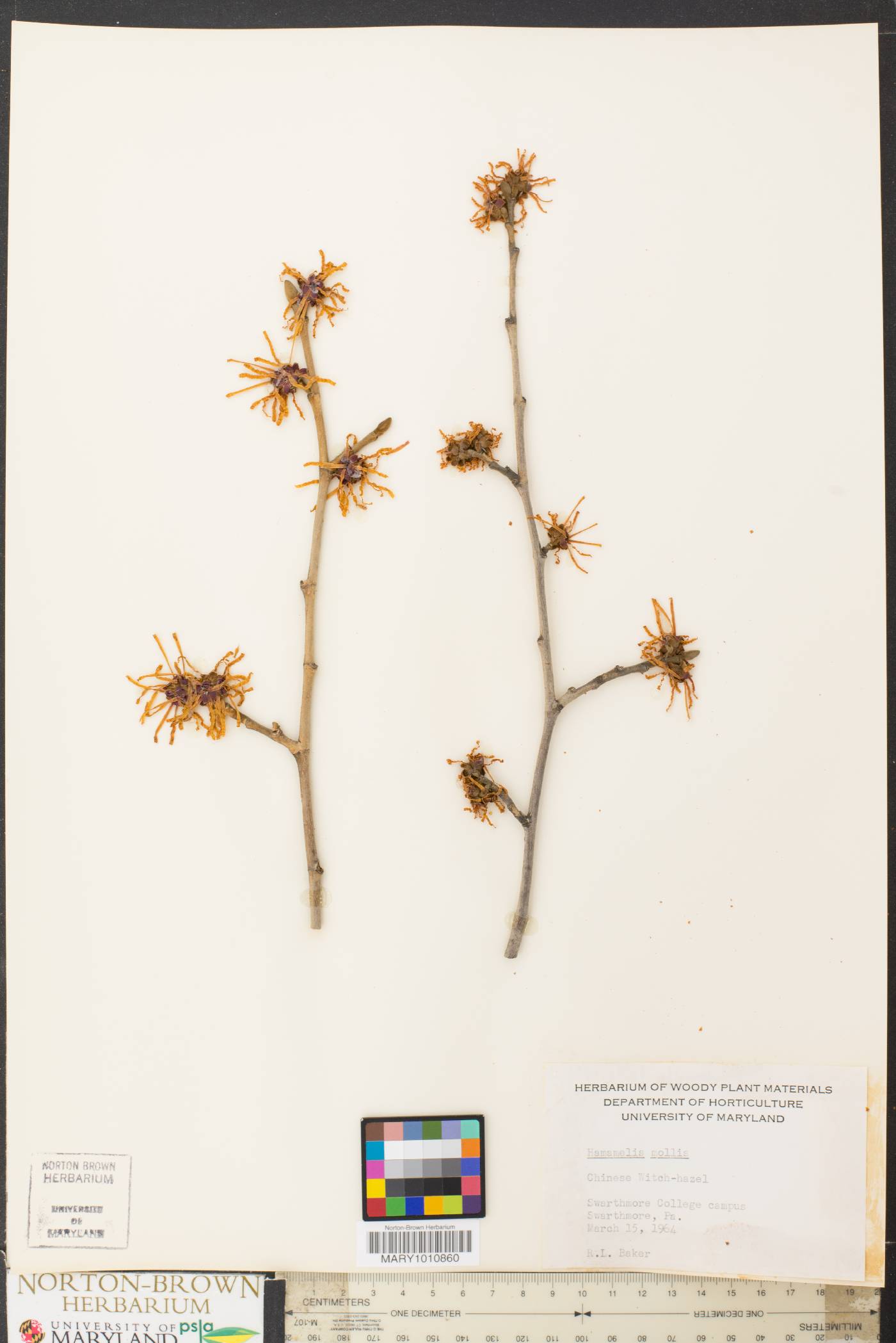 Hamamelis mollis image