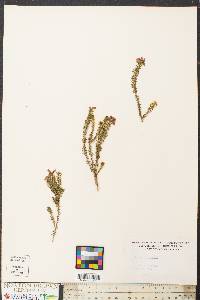 Erica terminalis image