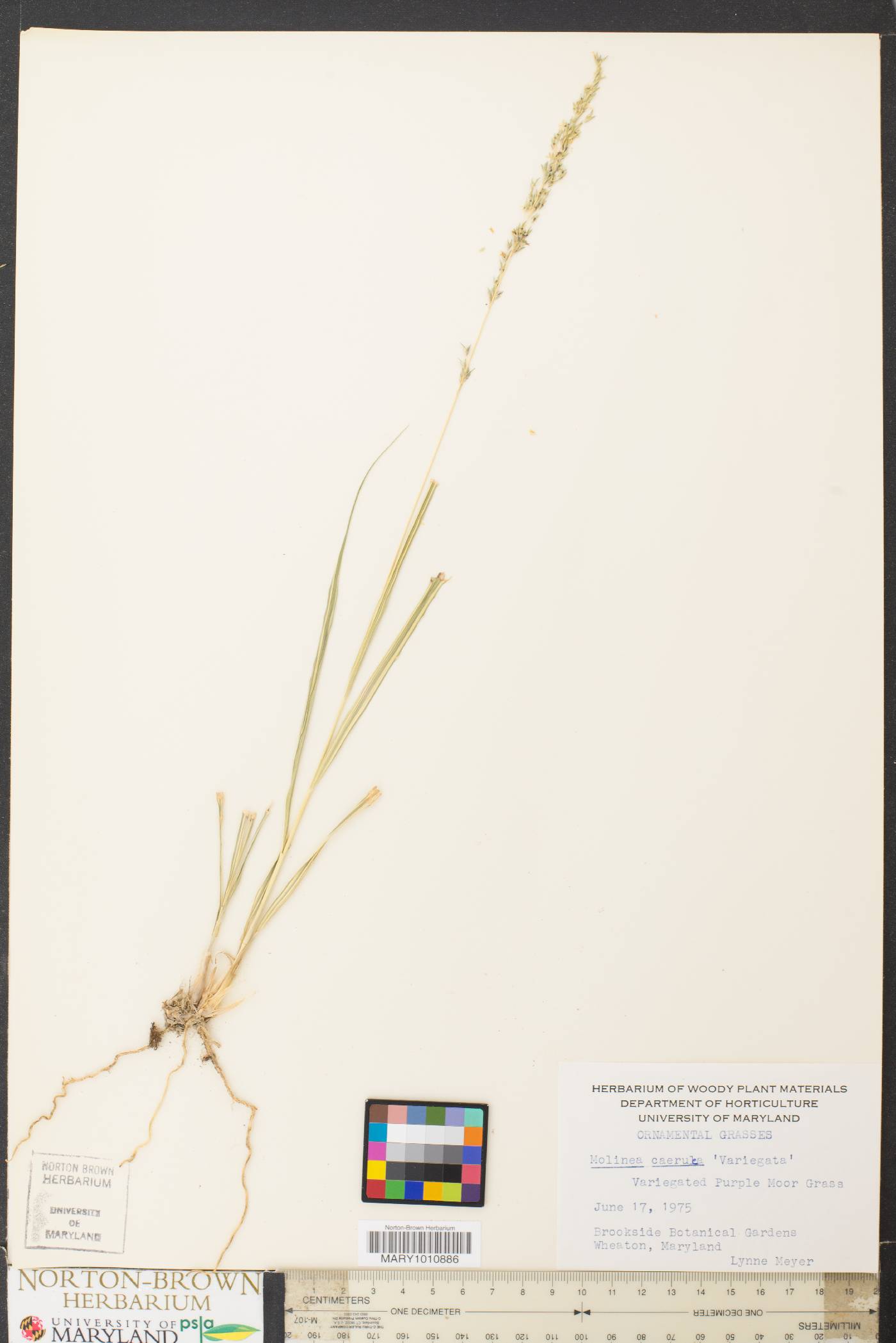 Molinia caerulea image