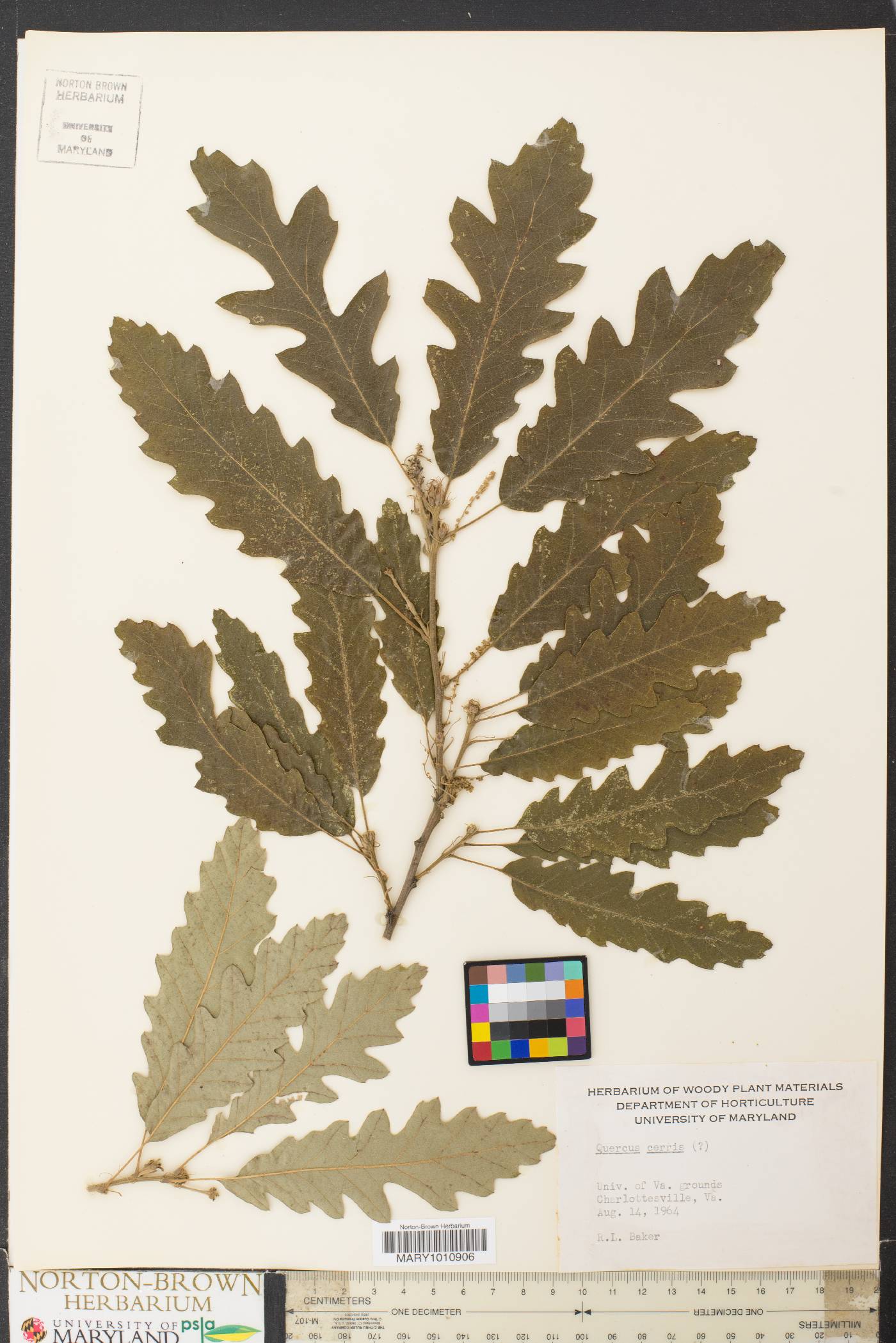 Quercus cerris image