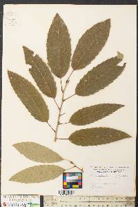 Quercus variabilis image