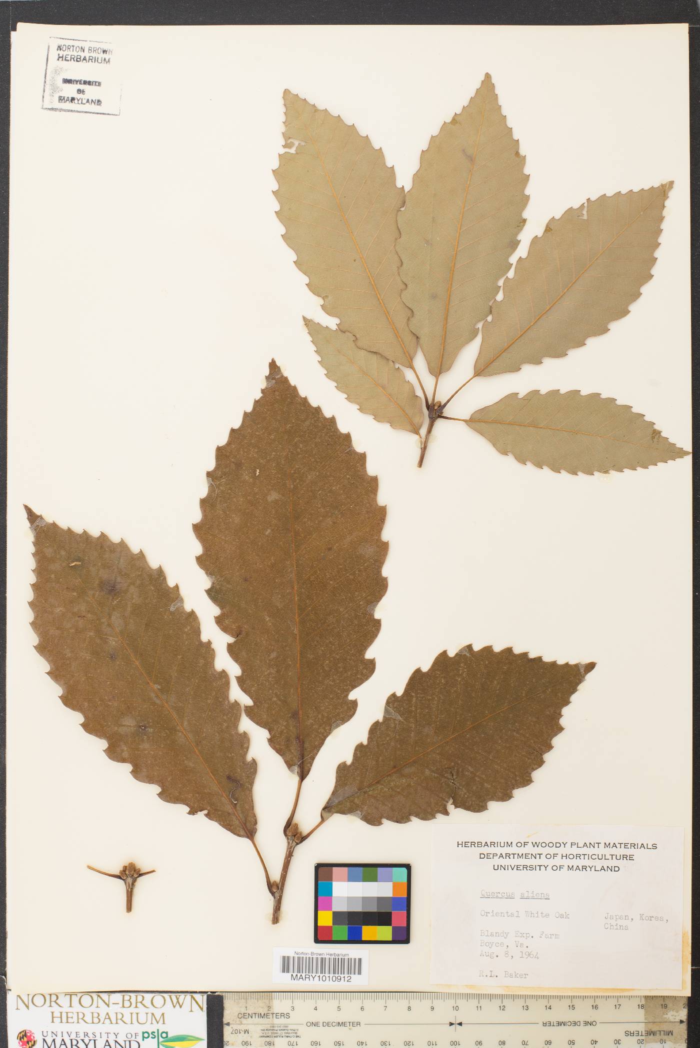 Quercus aliena image