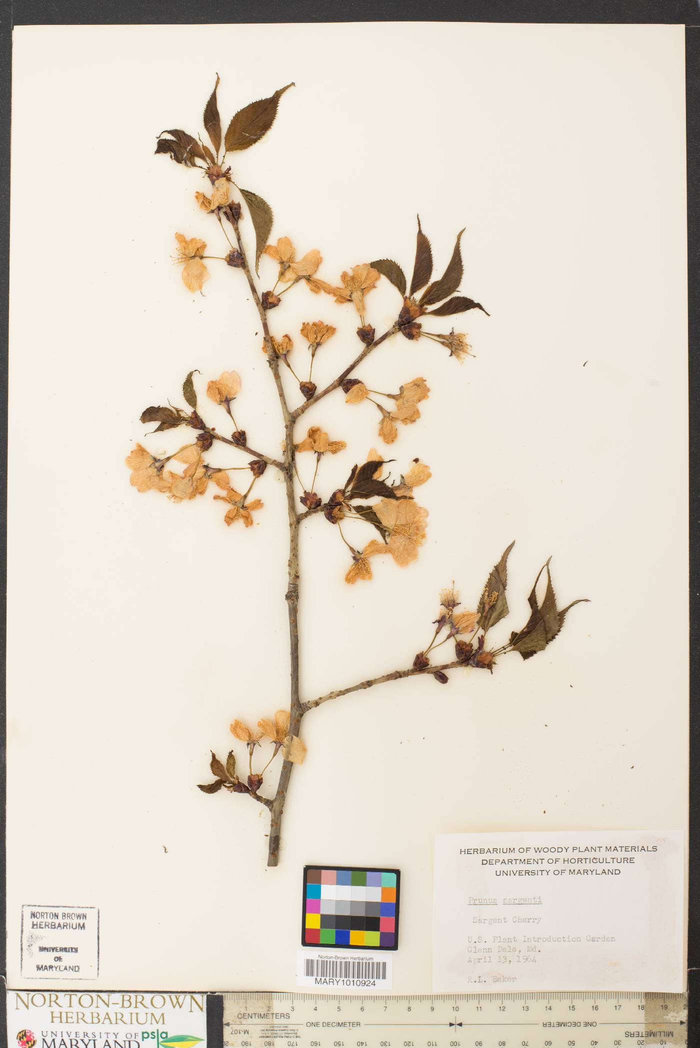 Prunus sargentii image